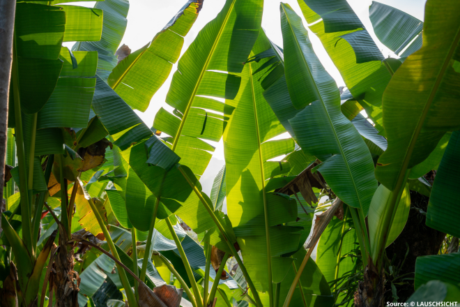 Inside Bananatex®: the world’s first technical fabric made from naturally grown Abacá banana plants.